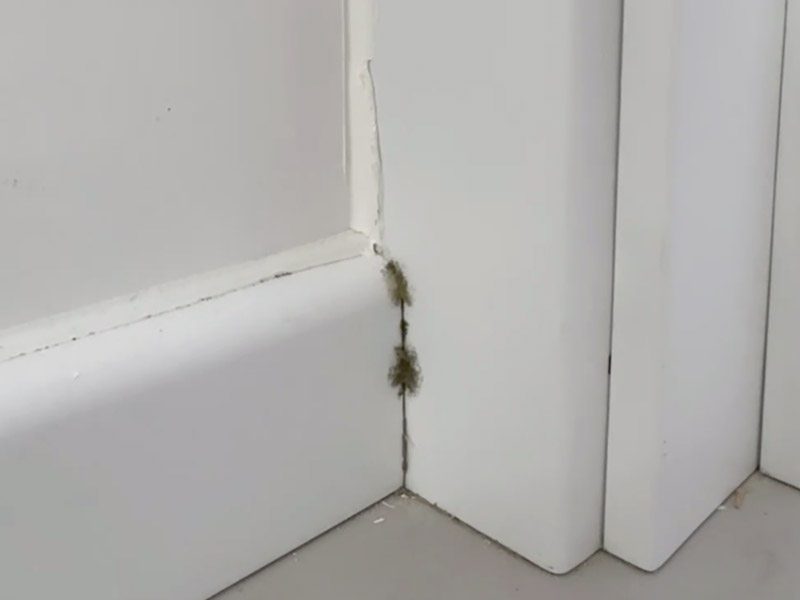 Remove Mold From Baseboards